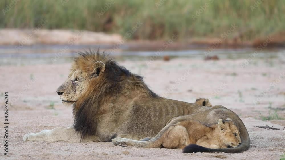 Close full body shot of a tiny lion cub laying cuddled up to a male lion, Greater Kruger. Close full body shot of a tiny lion cub laying cuddled up to a male lion, Greater Kruger.