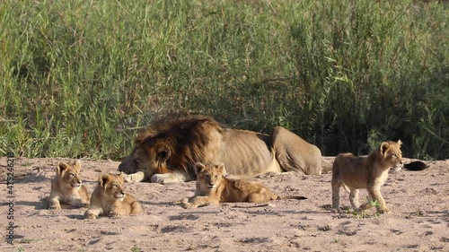 Wide shot of four cute lion cubs laying in front of a male lion, Greater Kruger. photo