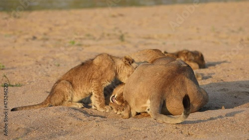 Wide shot of a cute hungry lion cubs trying to get its mother to roll over to be able to suckle, Greater Kruger. photo