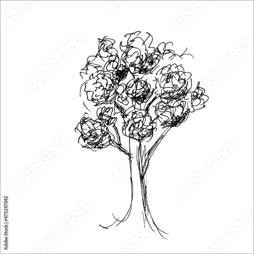 line sketch of deciduous tree, vector isolated. sketch for landscape design