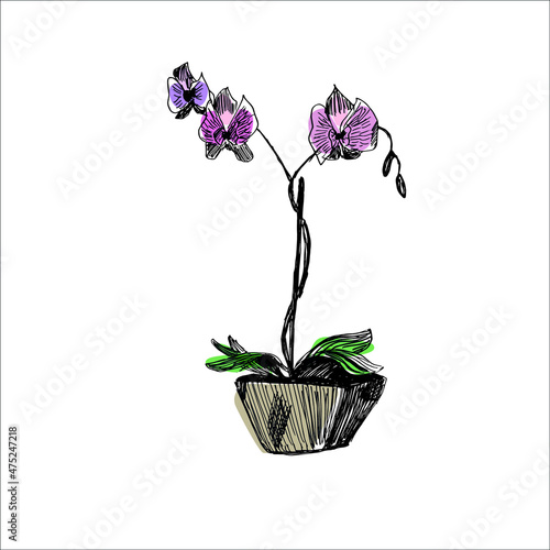 orchid flower in a pot. vector sketch