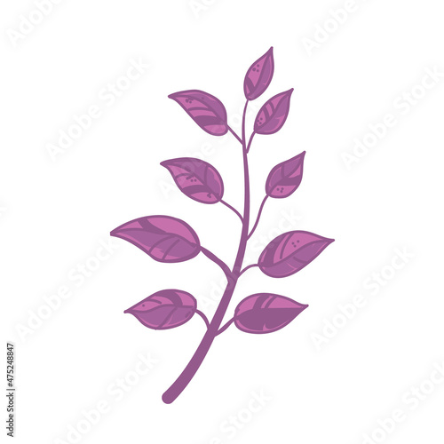 branch with purple leaves