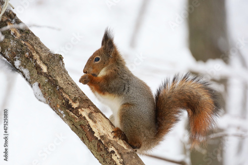 Red squirrel sitting on a tree branch in winter forest and nibbling seeds on snow covered trees background