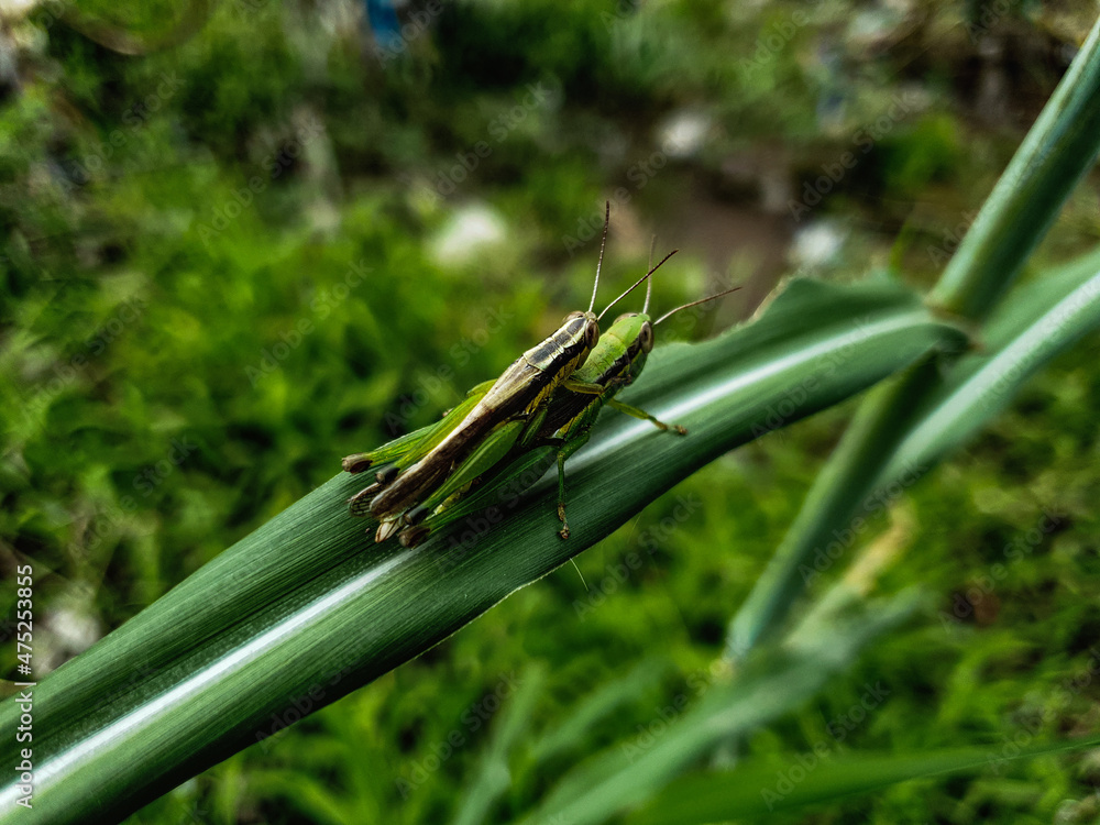 Close up of mating grasshopper on a grass Close up of mating grasshopper on a grass