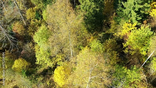 Autumn forest aerial drone view