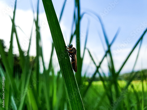 Commond insect on craspedia under the sunlight on a leaf with a blurry free photo photo