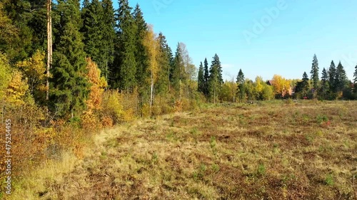 Autumn forest aerial drone view