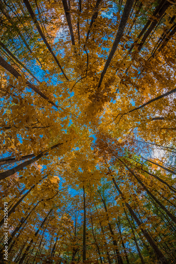 Low angle shot of yellowing trees in a hardwood forest under a blue sky ...