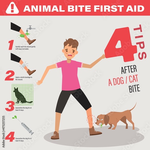 Illustration of Rabies disease in dogs attack, Animal bite first AID.