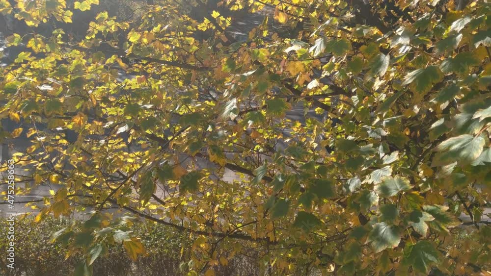 Yellow green leaves on the tree. Autumn sunny day outside Yellow green leaves on the tree. Autumn sunny day outside