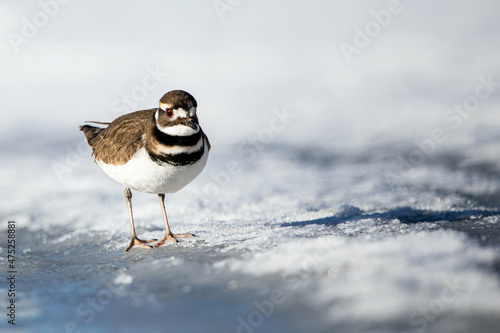 Closeup of the killdeer, Charadrius vociferus. A large plover found in the Americas. photo