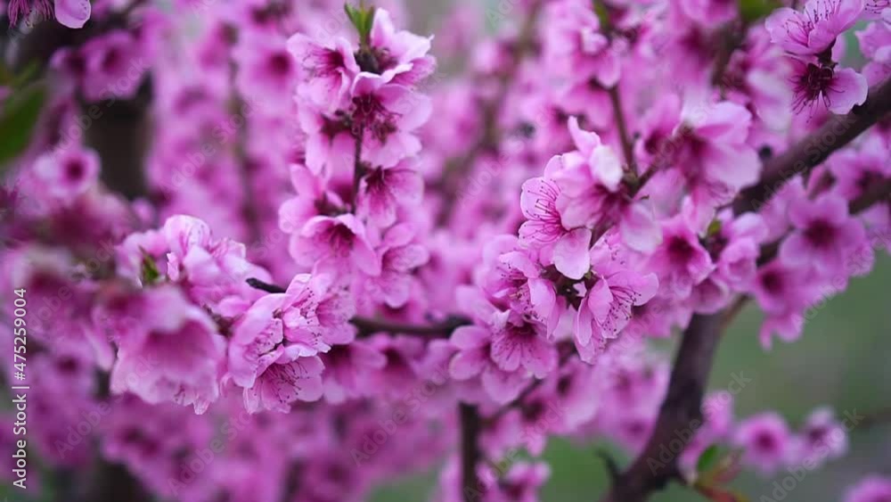 Blooming peach tree in spring. Beautiful orchard Blooming peach tree in spring. Beautiful orchard
