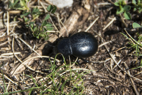 Small black bug, Gnaptor spinimanus (family Tenebrionidae), Suva Planina in Serbia photo