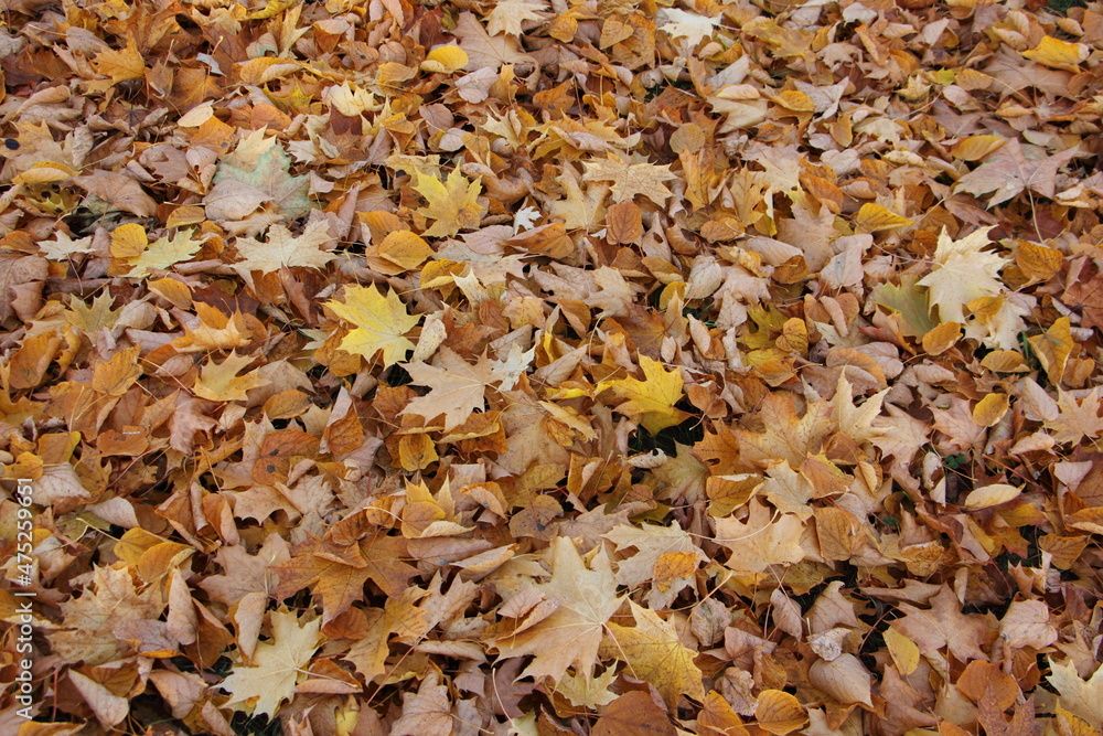 Autumn Golden dry fallen yellow maple leaves on the ground at october background texture Autumn Golden dry fallen yellow maple leaves on the ground at october background texture
