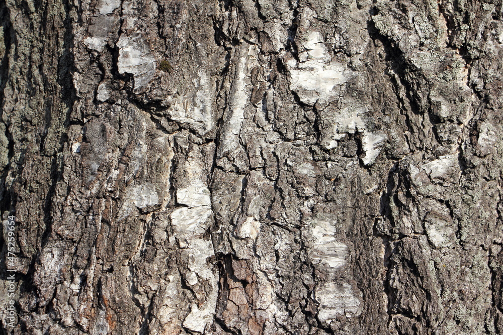 Old cracked bark on the birch tree trunk - natural background texture Old cracked bark on the birch tree trunk - natural background texture