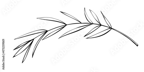 Vector outline spice rosemary sprig in doodle style. Clip art for kitchen, design of packaging and wrapping paper, menus, restaurants, products