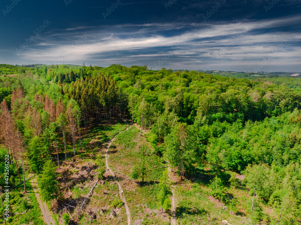 Naklejka premium autumn forest