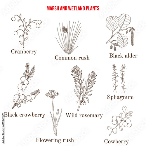 Marsh and wetland plants collection