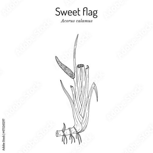 Εκτύπωση καμβά Acorus calamus or sweet flag medicinal herb