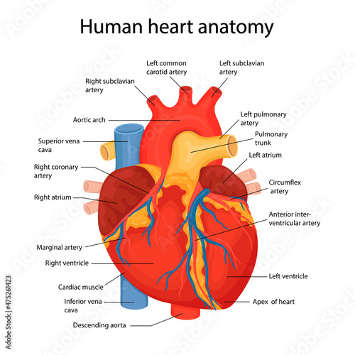 An hand drawn illustration of anatomy of the human heart with indicated major parts. Vector illustration in cartoon style photo