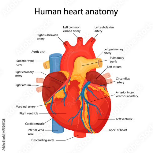 An hand drawn illustration of anatomy of the human heart with indicated major parts. Vector illustration in cartoon style