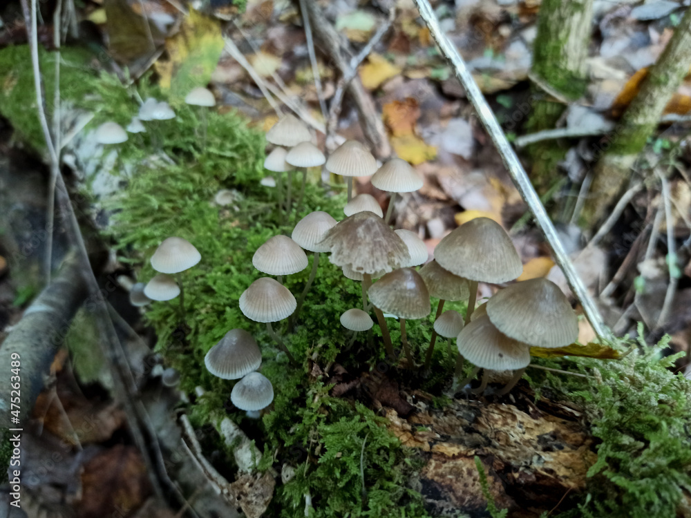 Mushrooms in the undergrowth Mushrooms in the undergrowth