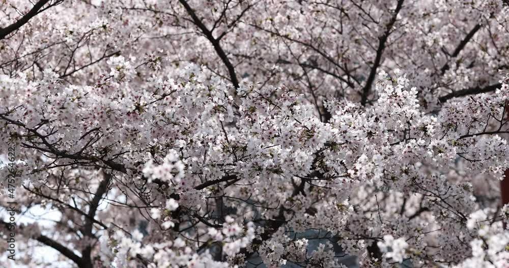 Blooming Cherry branch with white flowers at spring park in China or Japan at sunny day. Selective focus. 4k Slow motion Blooming Cherry branch with white flowers at spring park in China or Japan at sunny day. Selective focus. 4k Slow motion