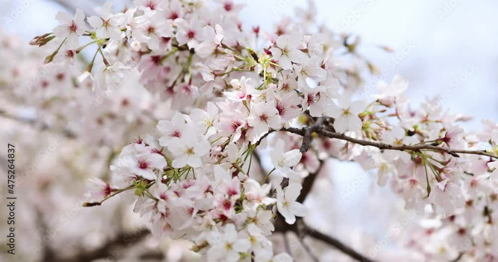 Blooming Cherry branch with white flowers at spring park in China or Japan at sunny day. Selective focus. 4k Slow motion Blooming Cherry branch with white flowers at spring park in China or Japan at sunny day. Selective focus. 4k Slow motion