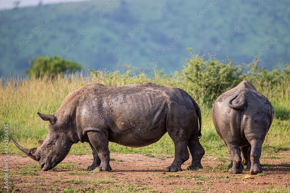 Fototapeta premium Southern White Rhino mother and calf resting near a waterhole in Hluhluwe, South Africa