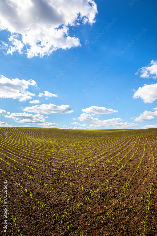 Paysage de campagne, plantation de maïs au printemps.