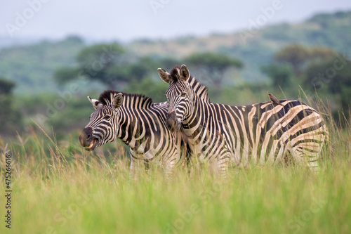 Burchell s Zebra heard in the green plains of Hluhluwe-umfolozi National Park South Africa
