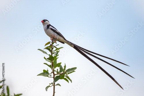 Pin-tailed whydah Perching on a thorny branch in Hluhluwe, South Africa photo