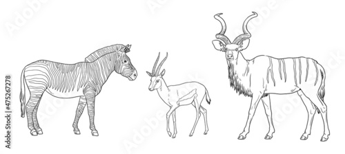 Greater kudu, zebra and Thomson's gazelle illustration. African ruminants for coloring book. photo