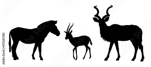 Greater kudu, zebra and Thomson's gazelle silhouette. African ruminants drawing.	 photo
