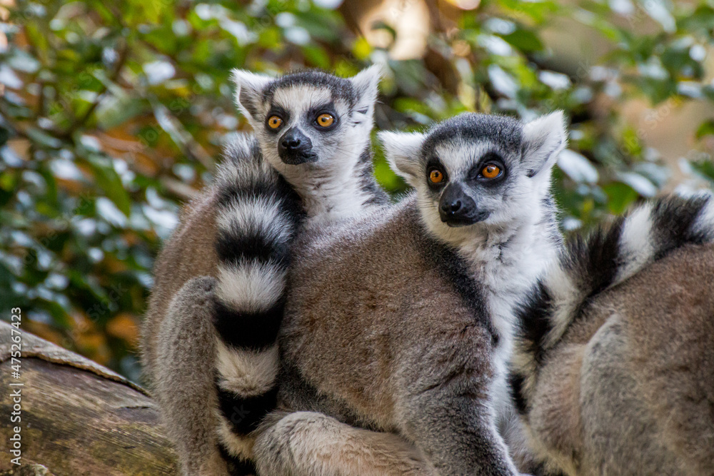 Fototapeta premium portrait of lemur