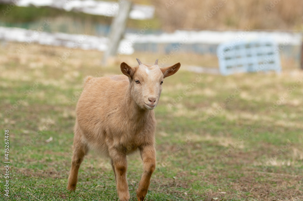 Fototapeta premium 可愛い子ヤギ
