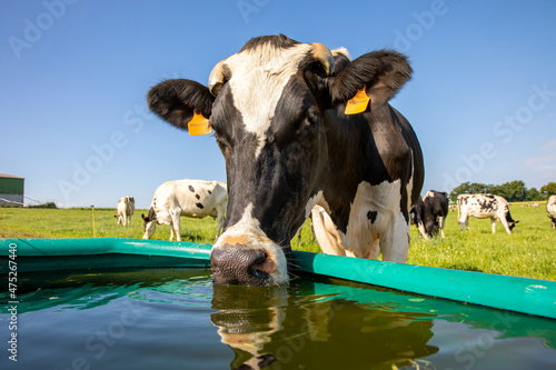 Vache laitière à l'abreuvoir dans la campagne. photo