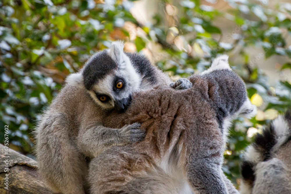 Lemurs hugging each other Lemurs hugging each other