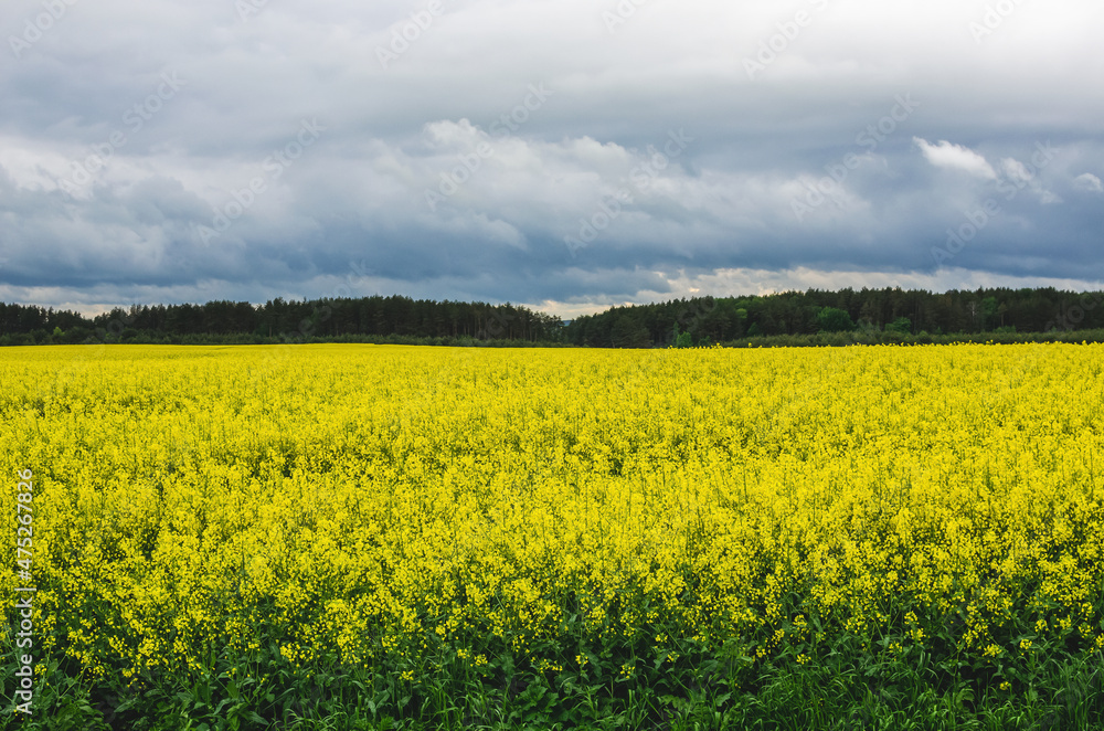 View of the yellow rapeseed field with green trees on a cloudy day View of the yellow rapeseed field with green trees on a cloudy day
