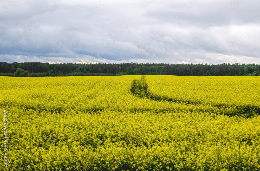 Obraz premium Rapeseed field treated with insecticides using a sprayer. Protection of rapeseed from pests