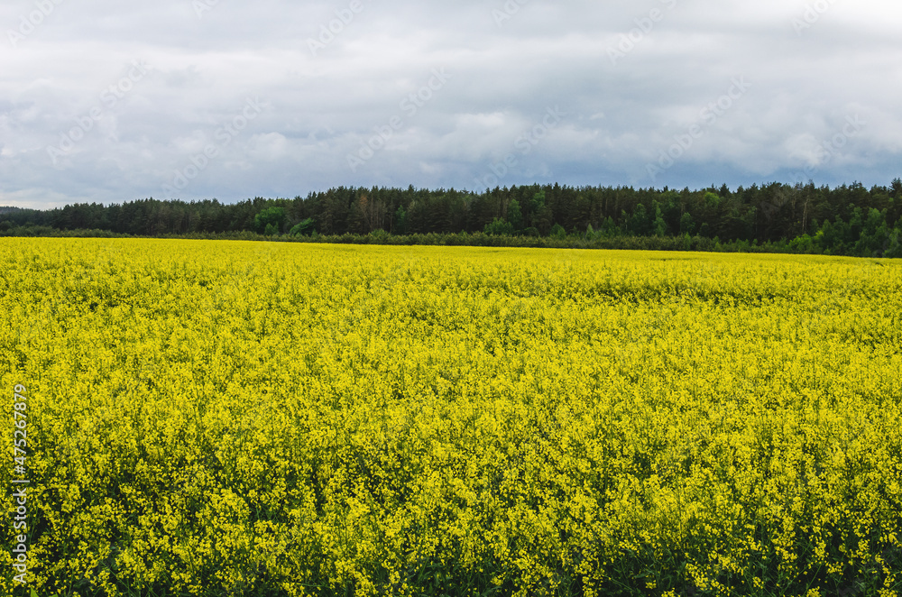 Growing rapeseed near a forest in the Russian countryside
