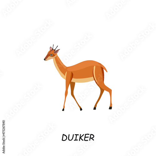 Duiker, African animal. Vector illustration isolated on white background. photo