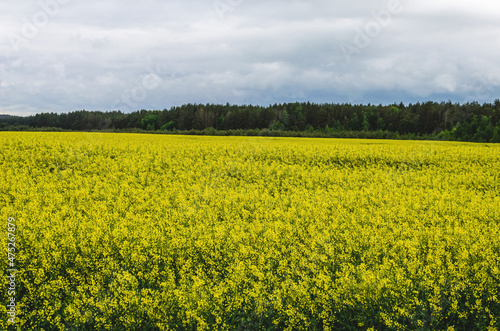Growing rapeseed near a forest in the Russian countryside