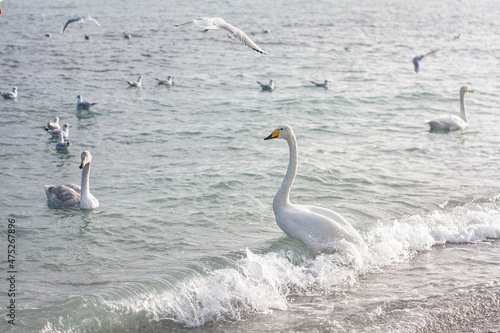 Swans and seagulls swimming in the sea