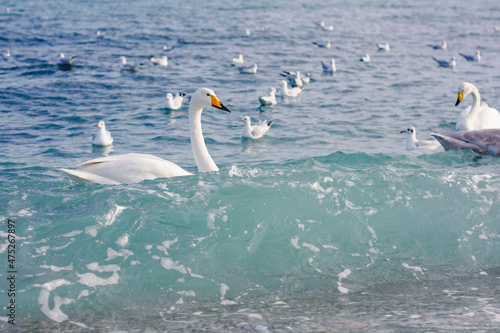 Swans and seagulls swimming in the sea