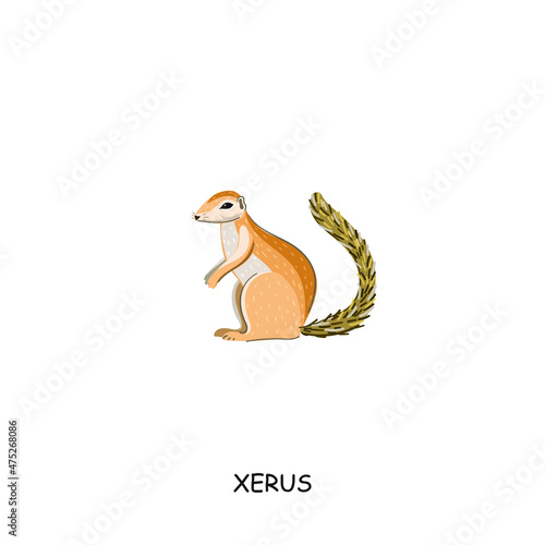 Xerus. African animal. Vector illustration isolated on white background.