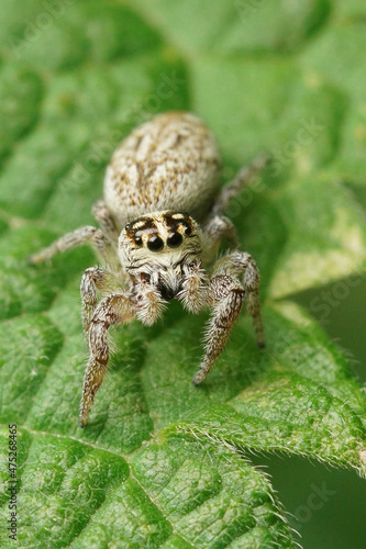 Vertical closeup on a small jumping spider Macaroeris nidicolens photo