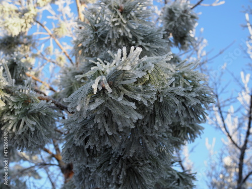 Winter. Frost. Pine branches are covered with a thick layer of frosty frost. In kontrazhur, the frost glistens in the sun.