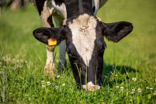 Vache laitière noir et blanche broutant l'herbe en pleine nature.