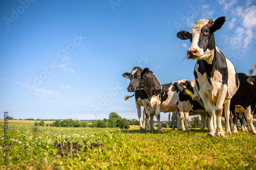 Troupeau de vache laitière en campagne dans les prairies de France. © Thierry RYO
